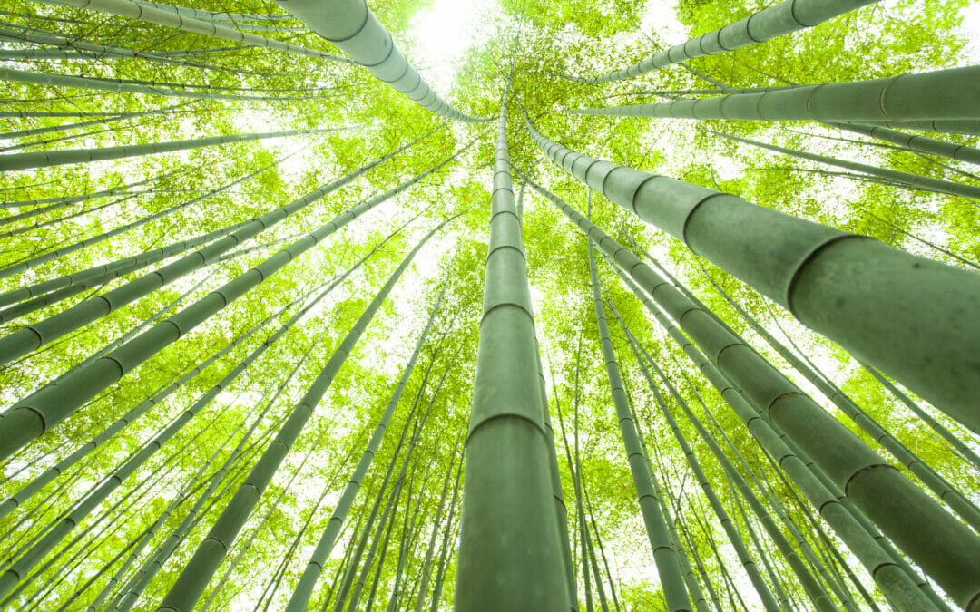 The Story of the Chinese Bamboo